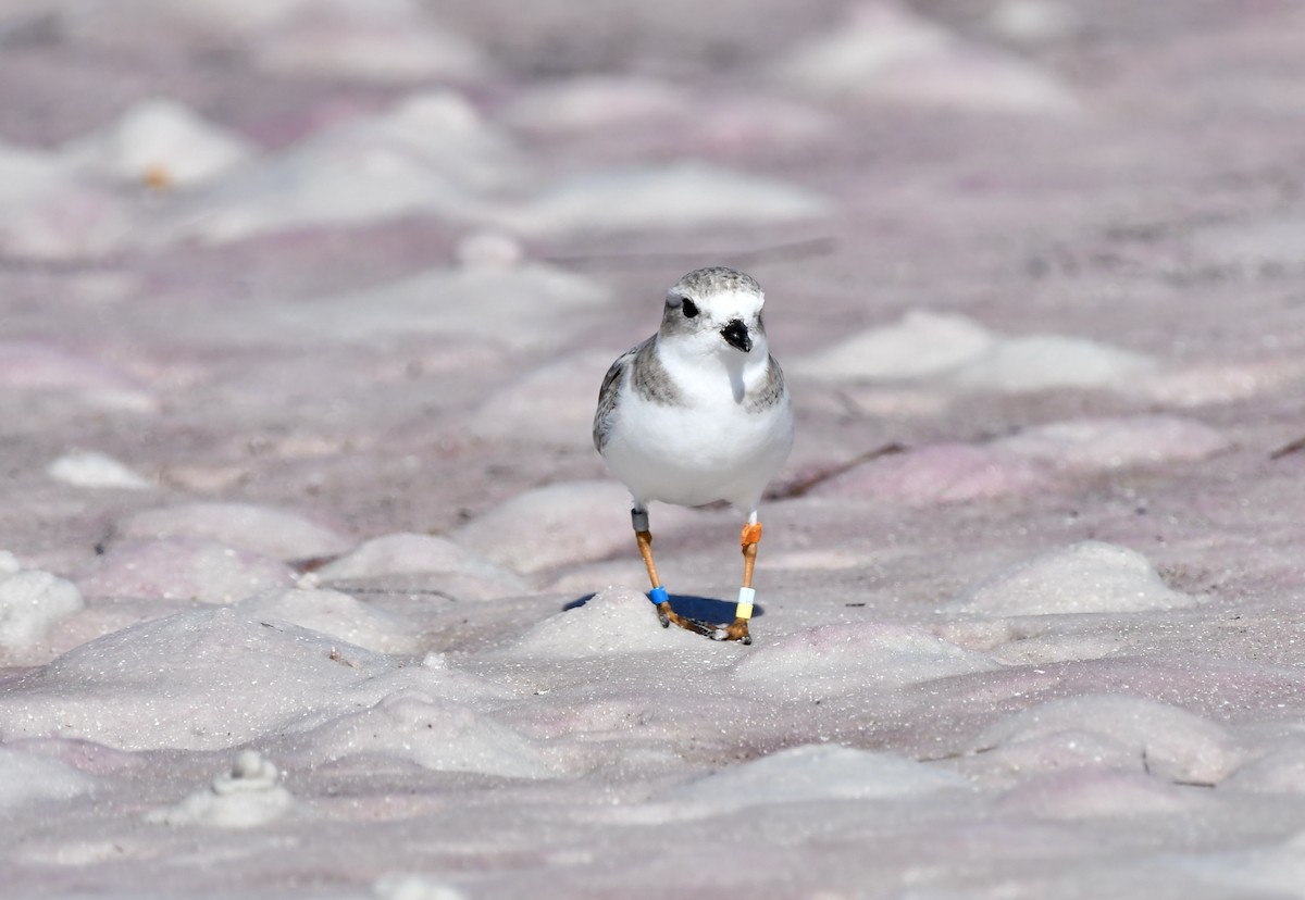 Piping Plover - ML646203048