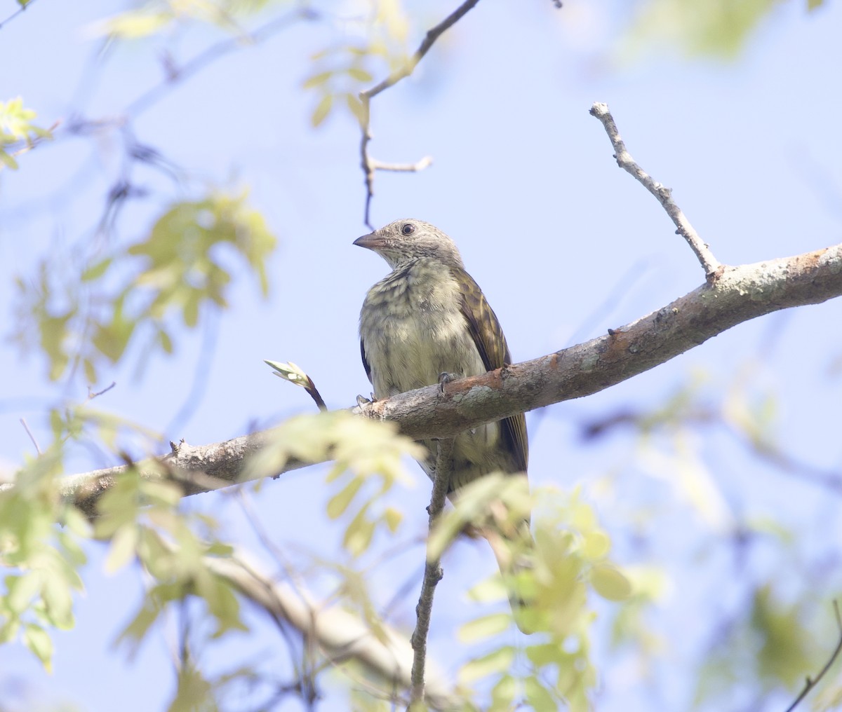 Scaly-throated Honeyguide - ML646203052