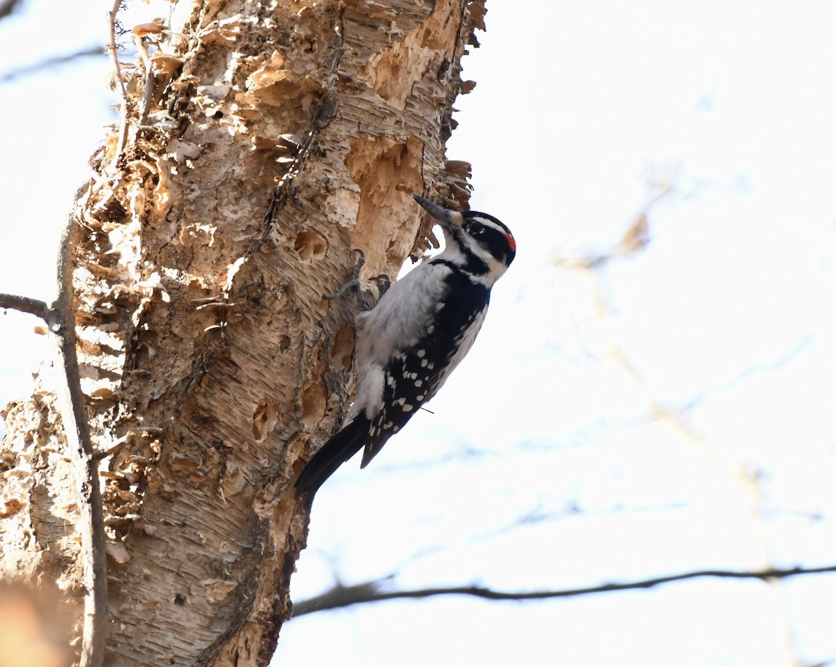 Hairy Woodpecker (Eastern) - ML646203053