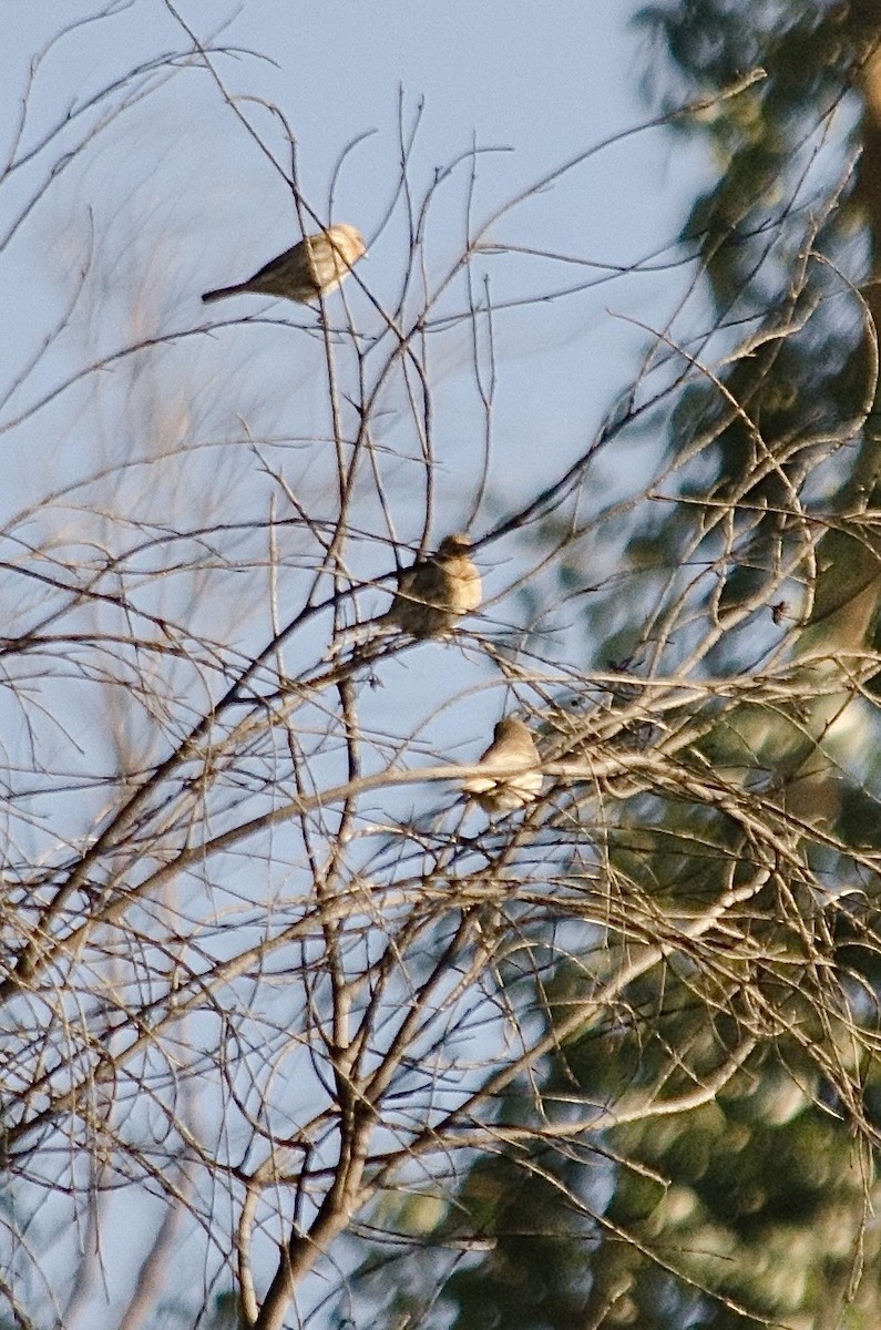 House Finch - ML646203057