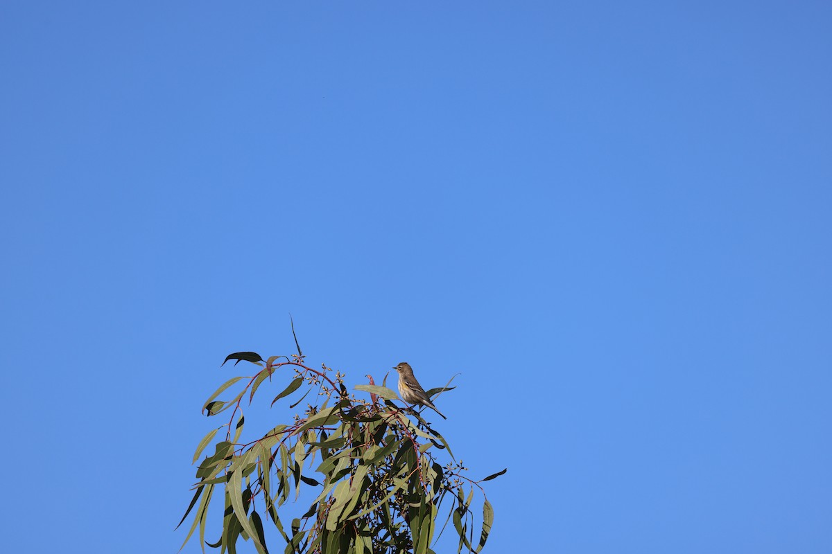 Yellow-rumped Warbler - ML646203058