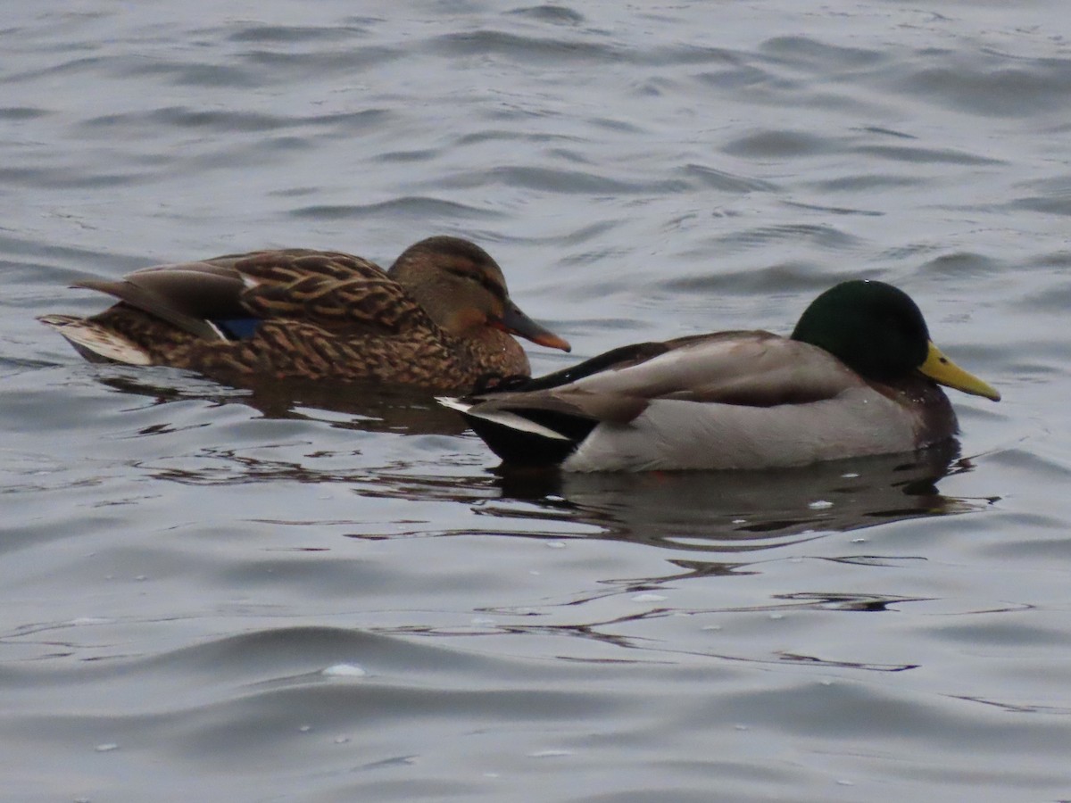 Mallard - ML646203059