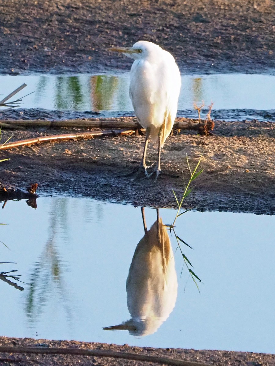 Western Cattle-Egret - ML646203061