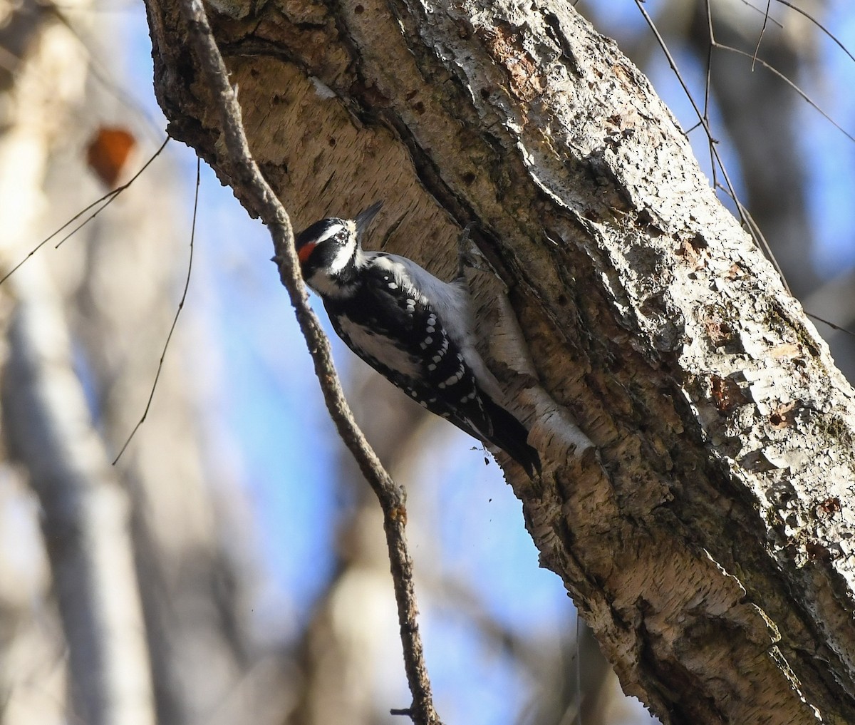 Hairy Woodpecker (Eastern) - ML646203064