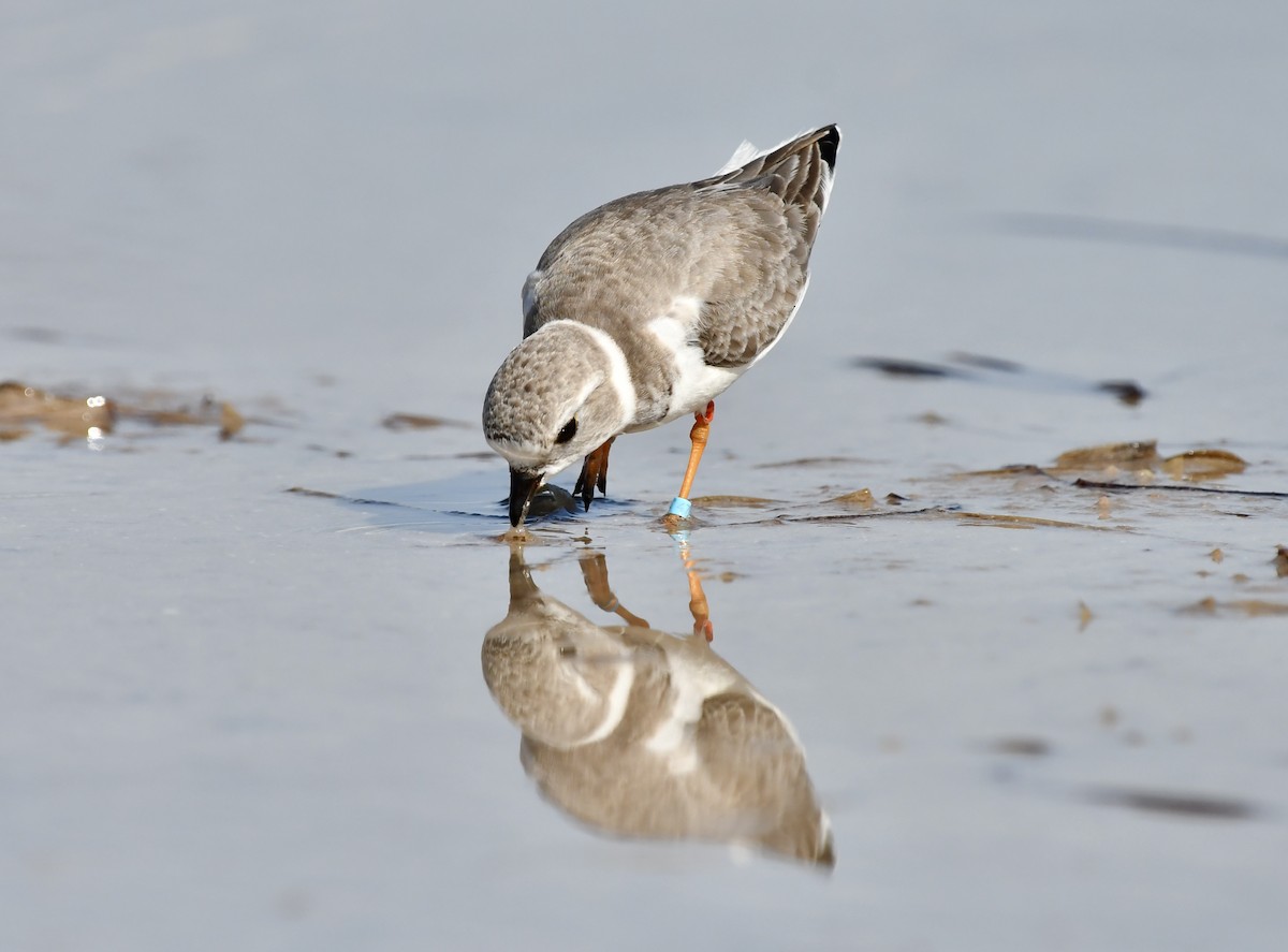 Piping Plover - ML646203065