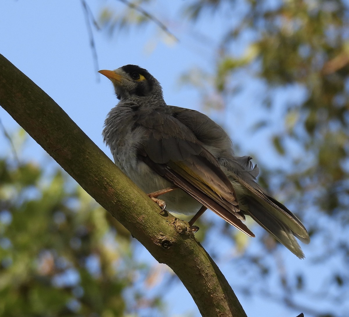 Noisy Miner - ML646203069