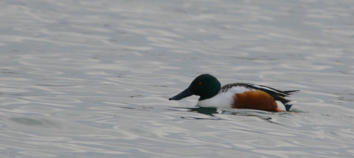 Northern Shoveler - ML646203072