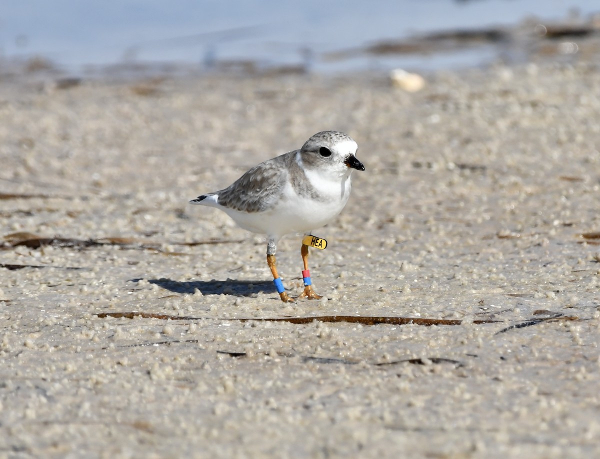 Piping Plover - ML646203073