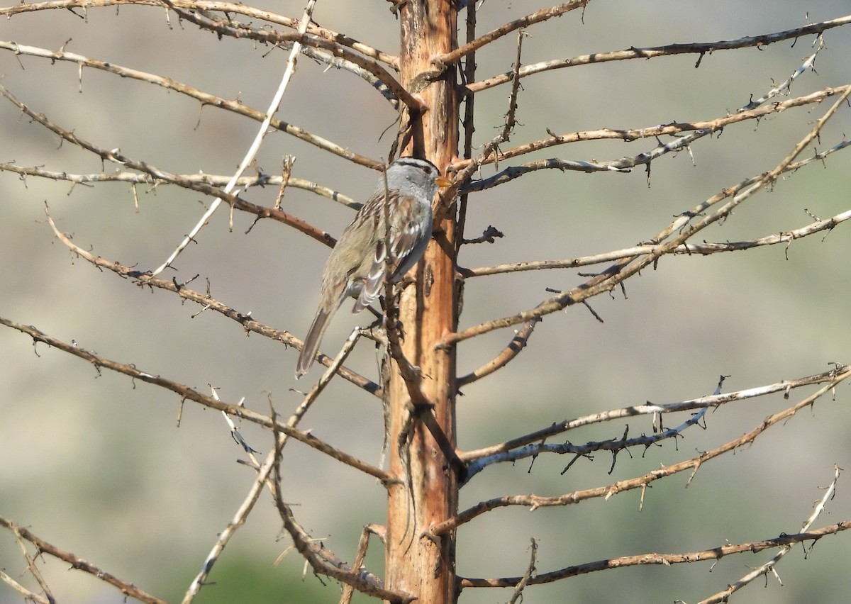 White-crowned Sparrow - ML646203074