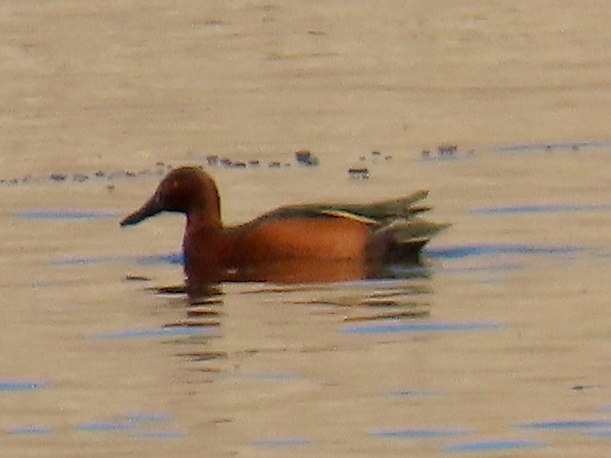 Cinnamon Teal - ML646203075