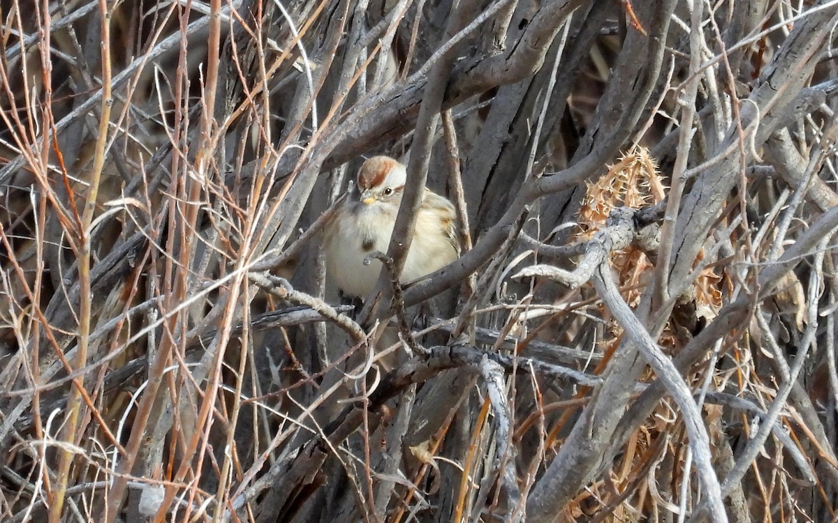 American Tree Sparrow - ML646203076