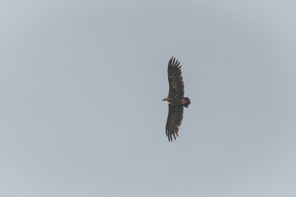 Cinereous Vulture - ML646203080
