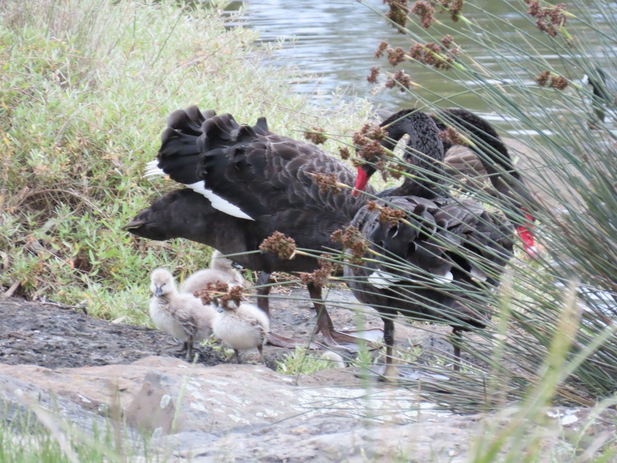 Black Swan - ML646203081