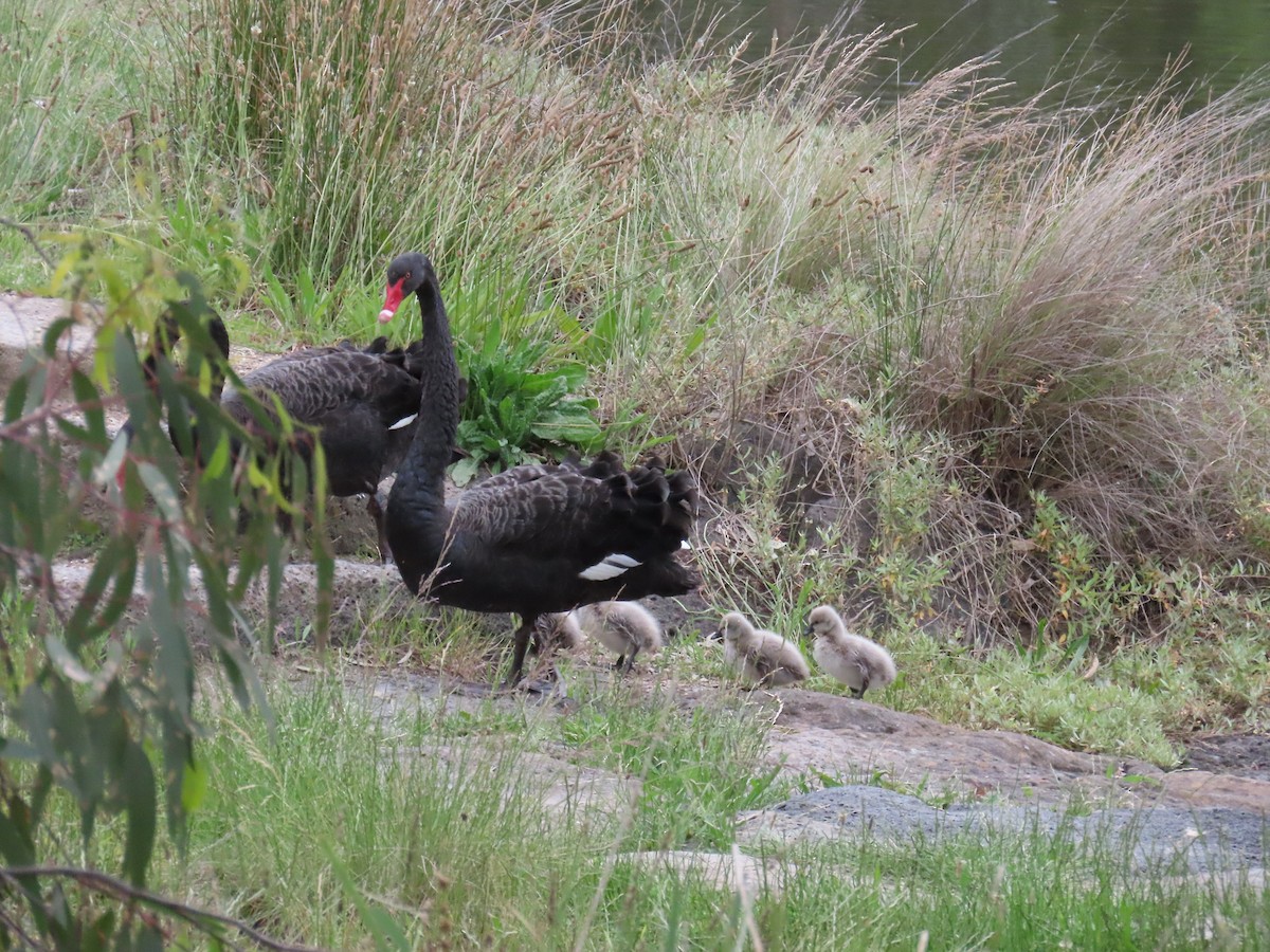 Black Swan - ML646203082