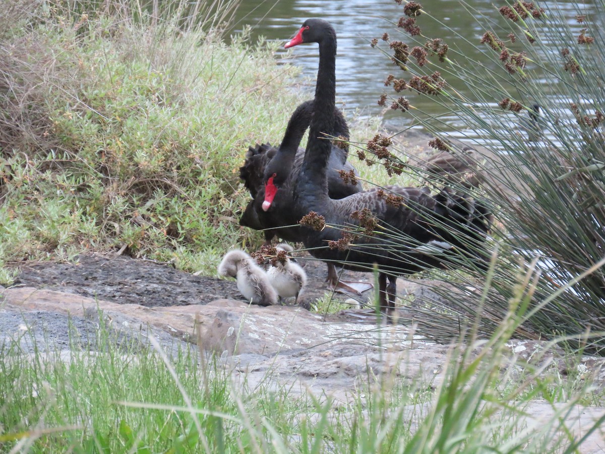 Black Swan - ML646203083