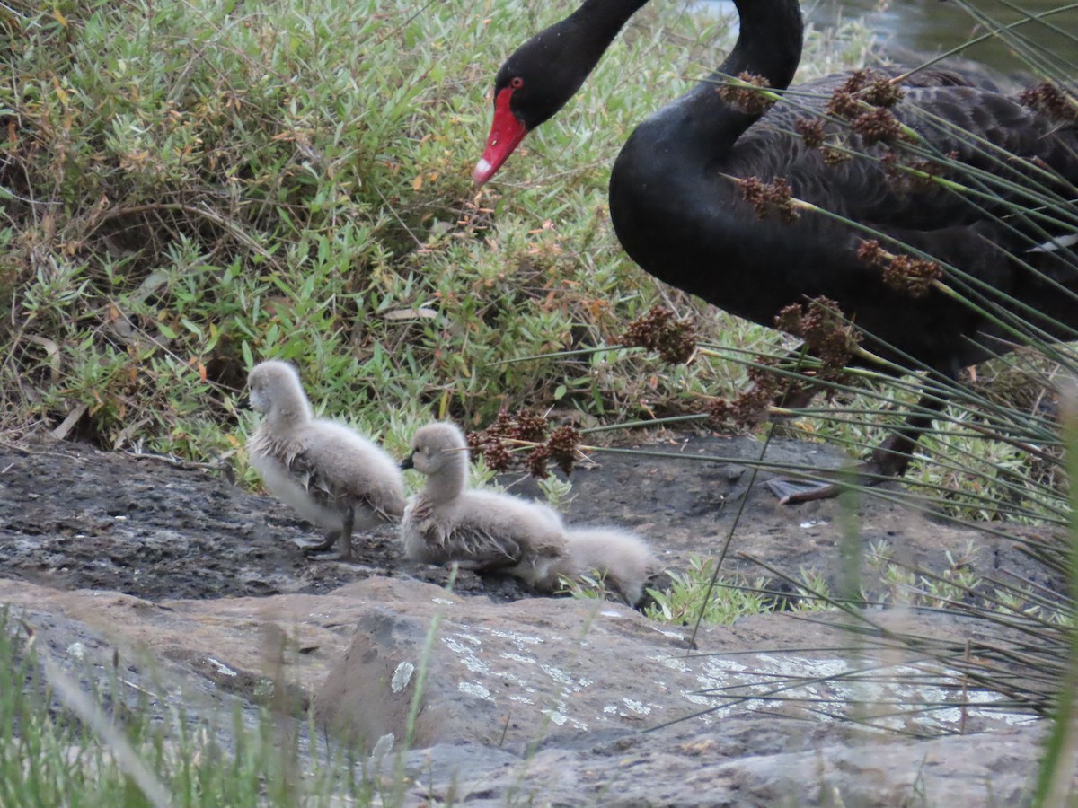 Black Swan - ML646203084