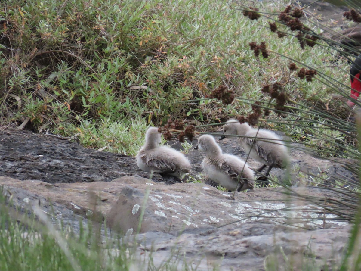 Black Swan - ML646203085