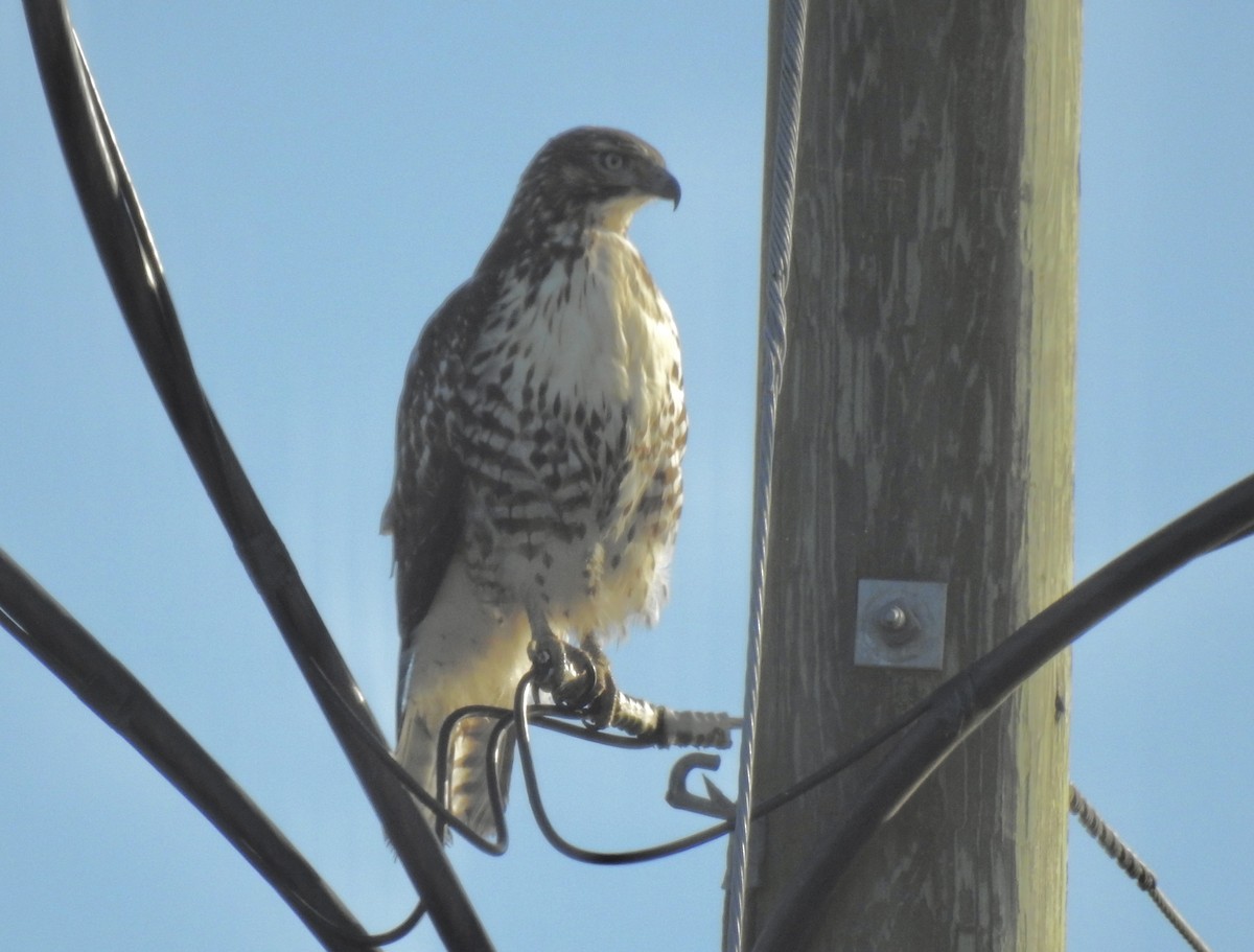 Red-tailed Hawk - ML646203088