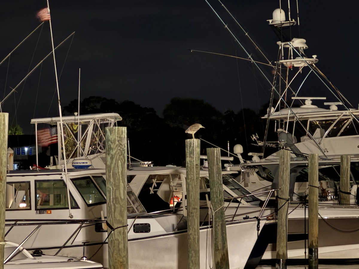 Black-crowned Night Heron - ML646203089