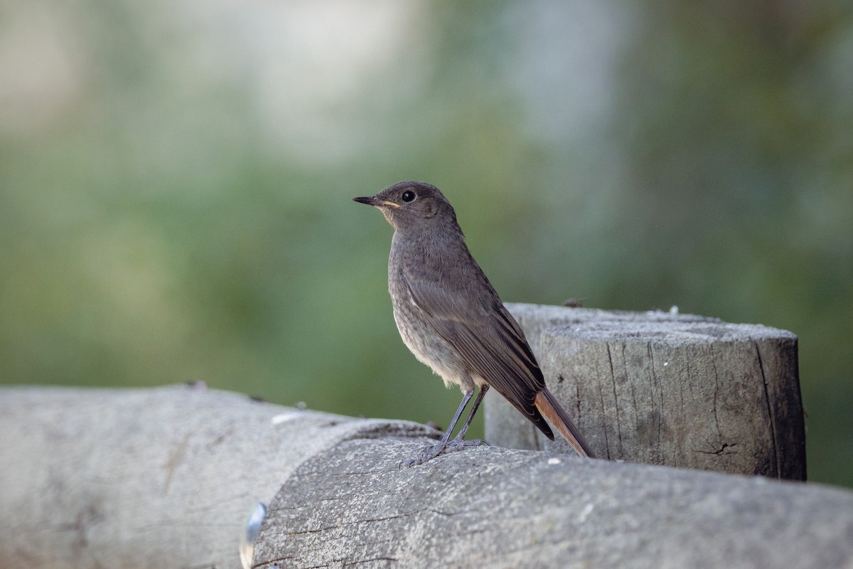 Black Redstart - ML646203091