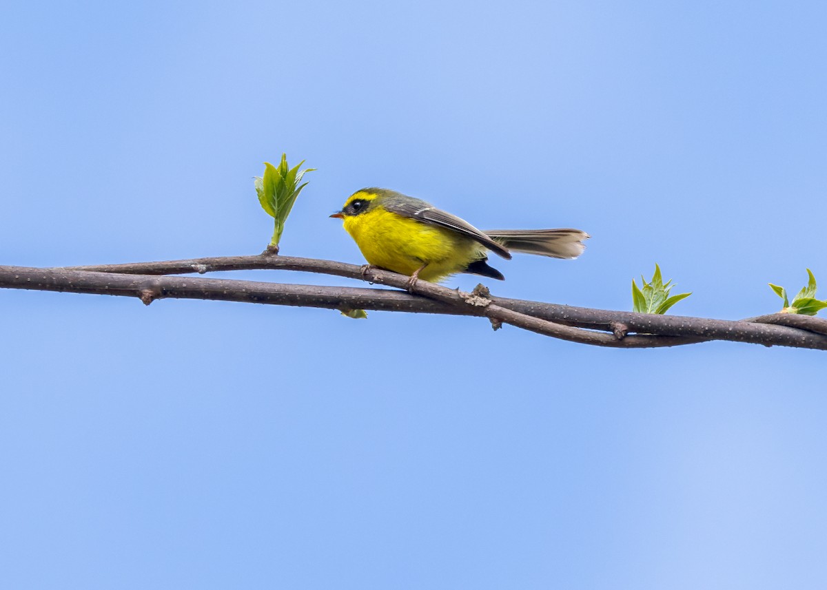 Yellow-bellied Fairy-Fantail - ML646203092
