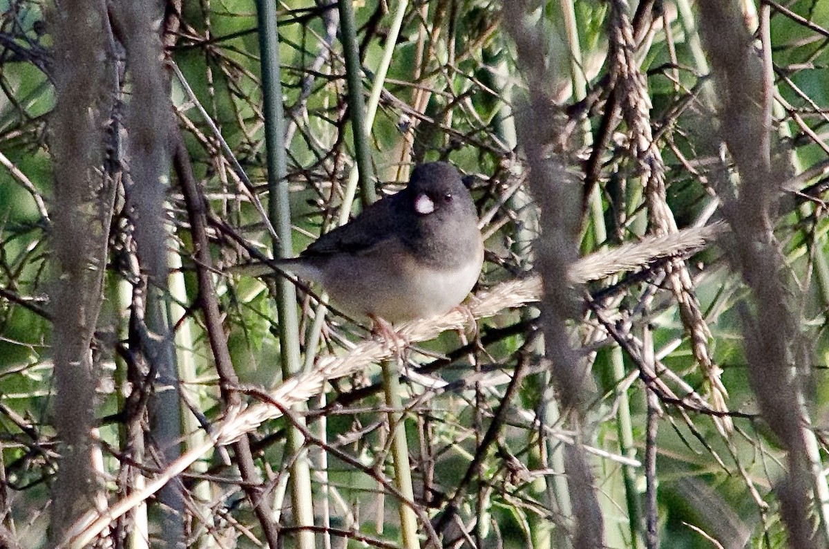 Dark-eyed Junco - ML646203093
