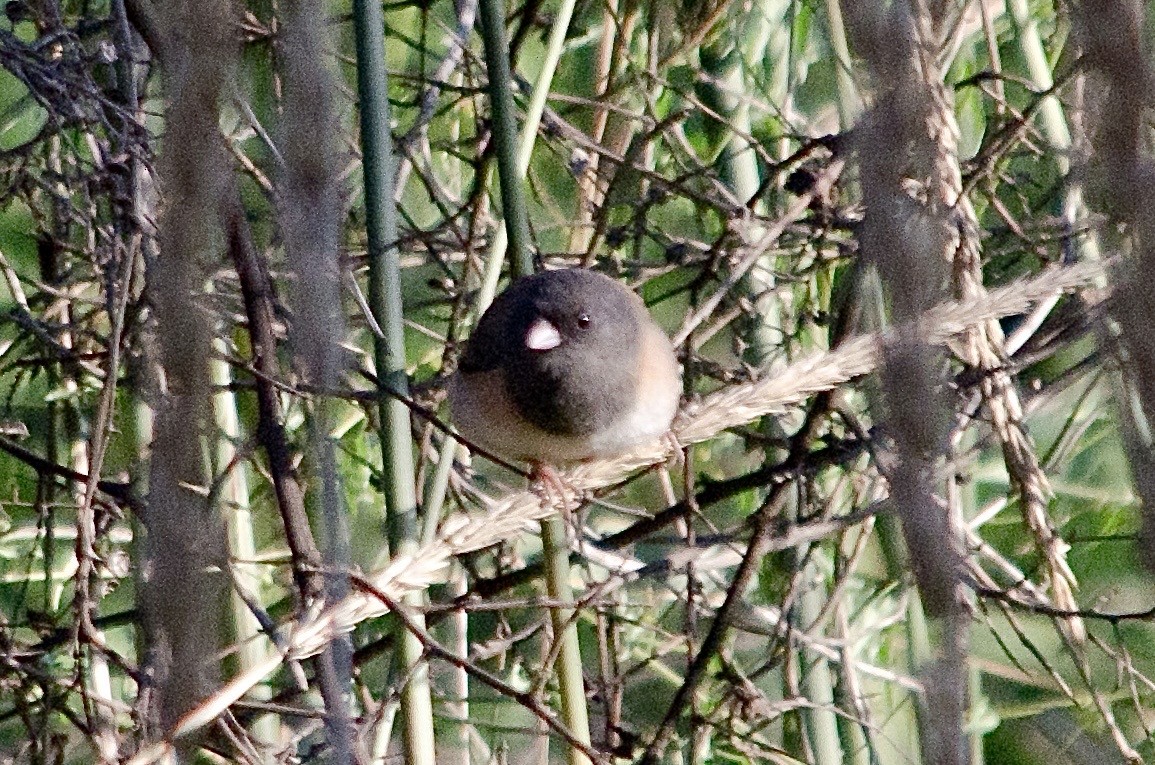 Dark-eyed Junco - ML646203094