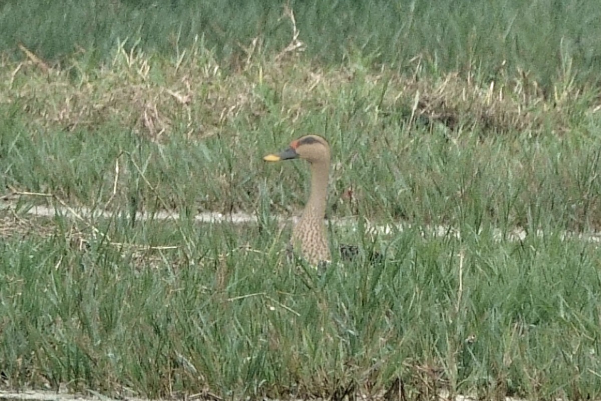 Indian Spot-billed Duck - ML646203095