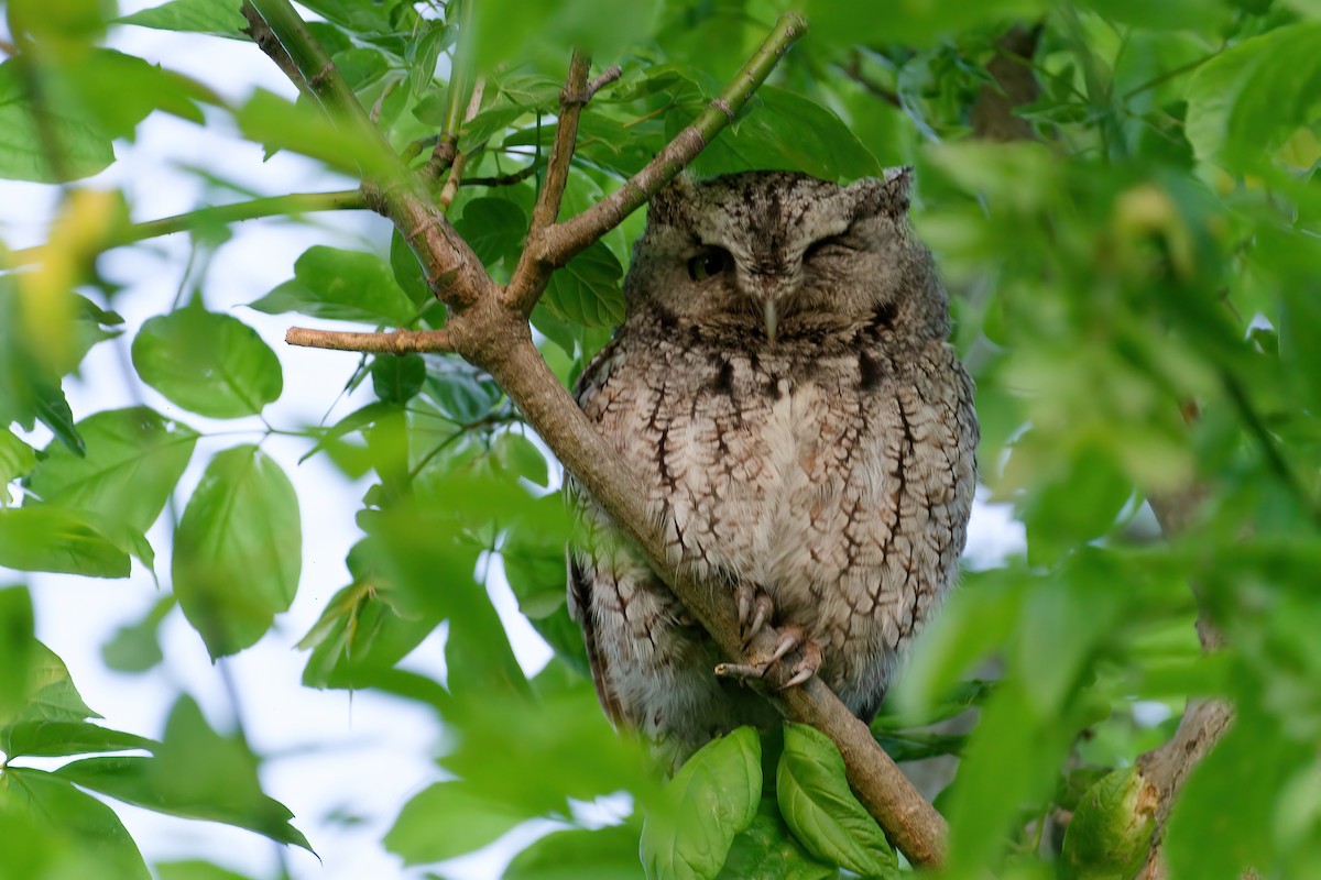 Eastern Screech-Owl - ML646203096