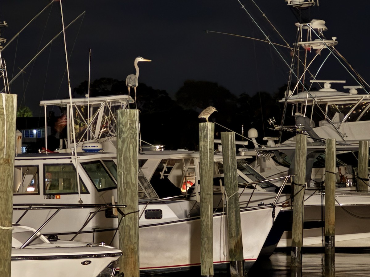 Great Blue Heron - ML646203097