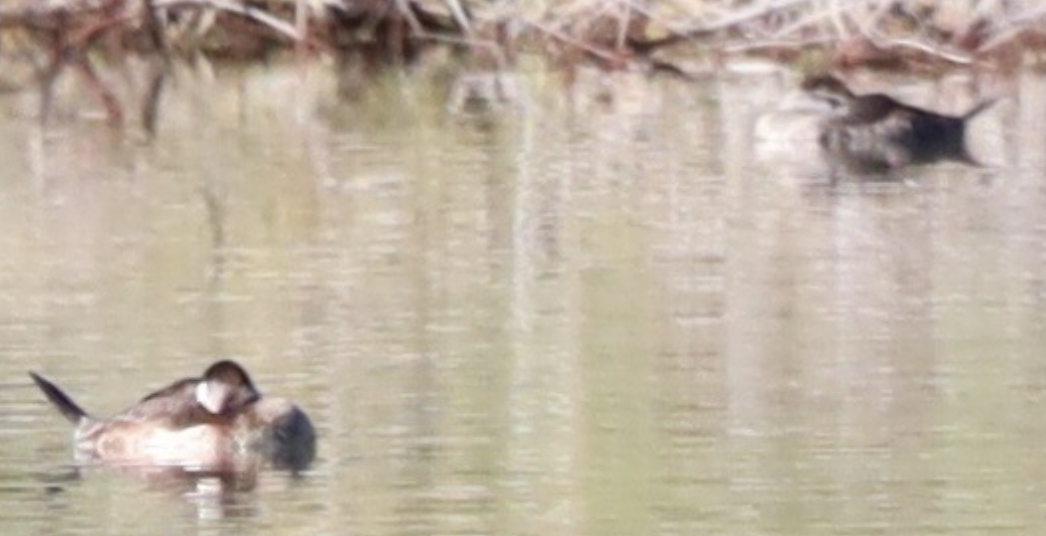 Ruddy Duck - ML646203098