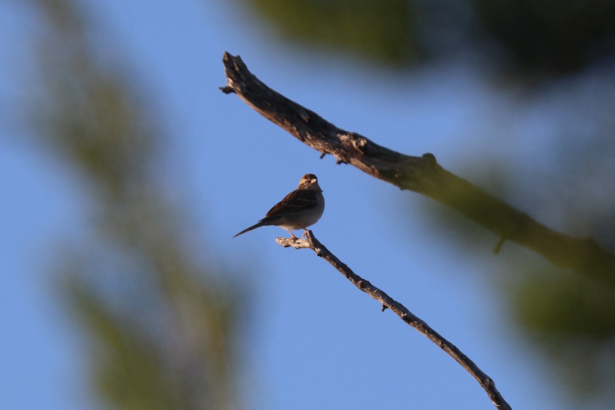 Chipping Sparrow - ML646203101