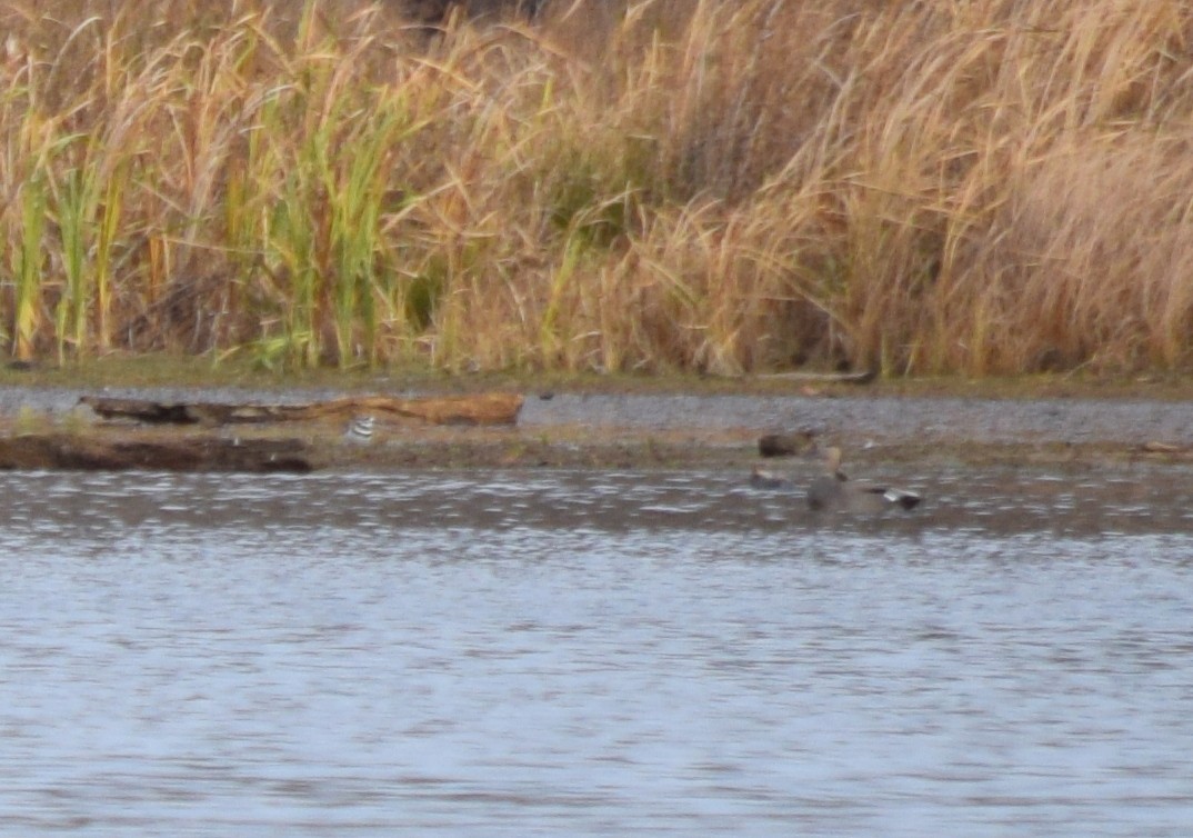 Killdeer - ML646203104