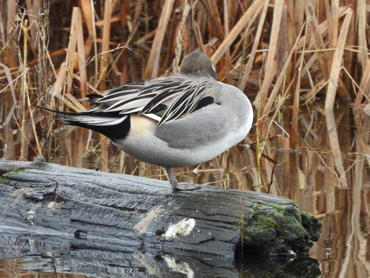 Northern Pintail - ML646203105