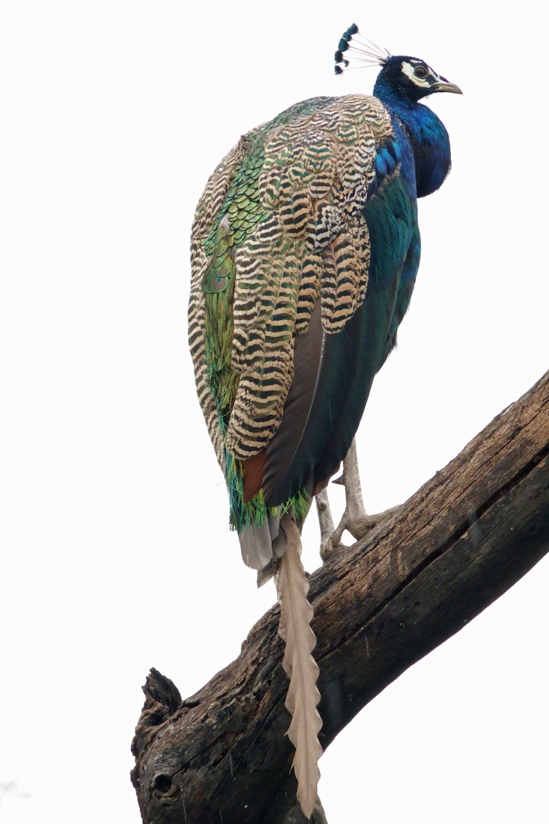 Indian Peafowl - ML646203106