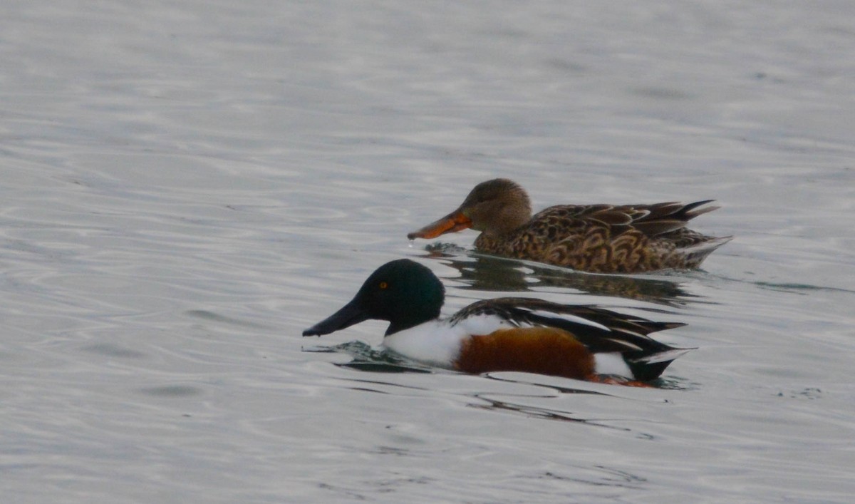 Northern Shoveler - ML646203107