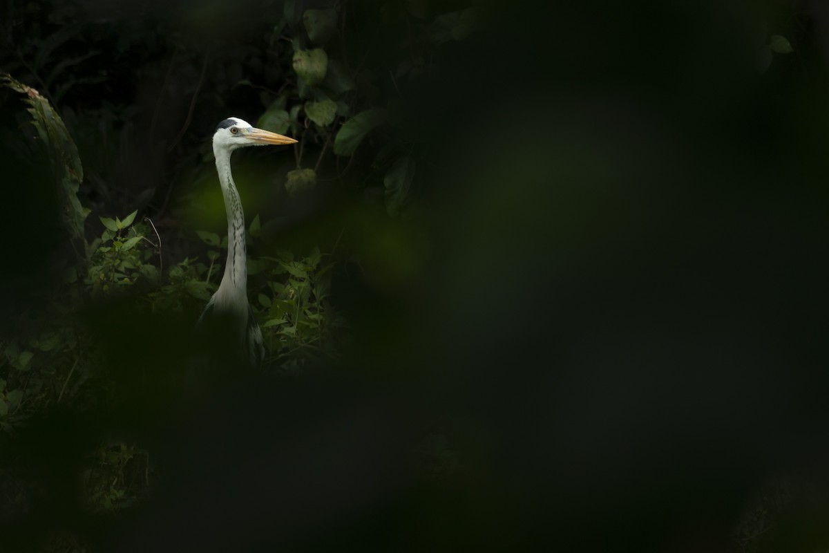 Gray Heron - ML646203108
