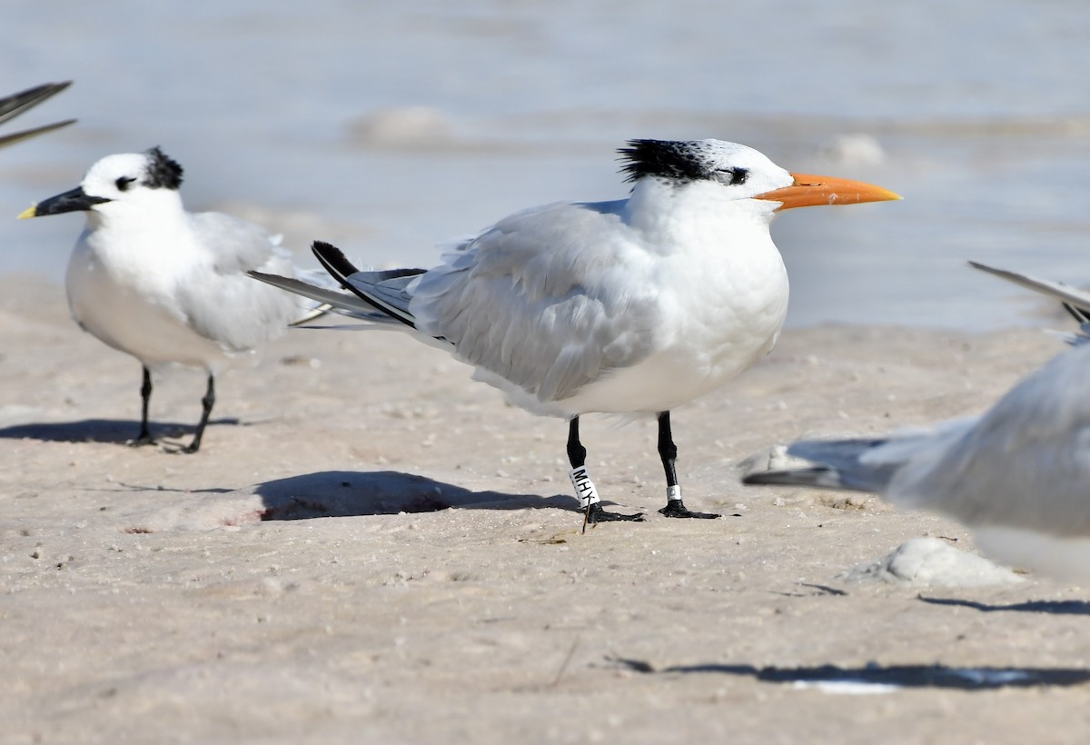 Royal Tern - ML646203109