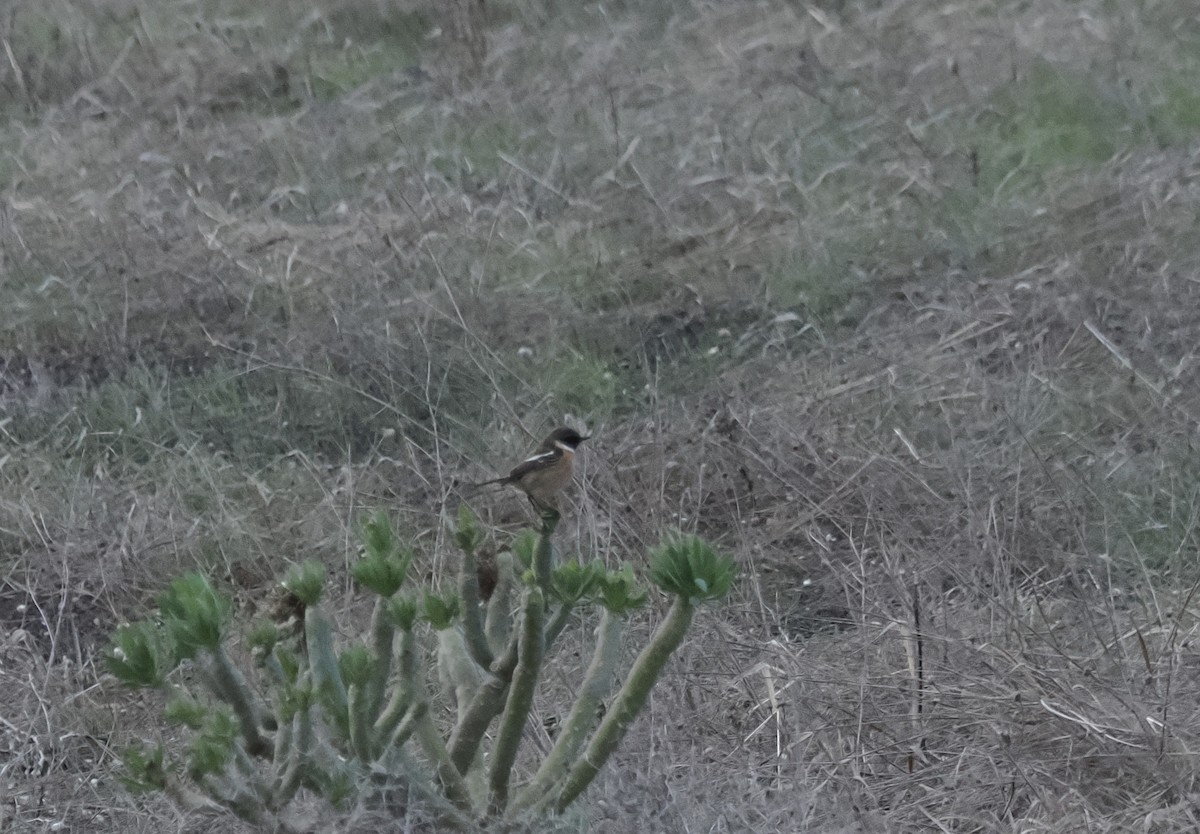 European Stonechat - ML646203113