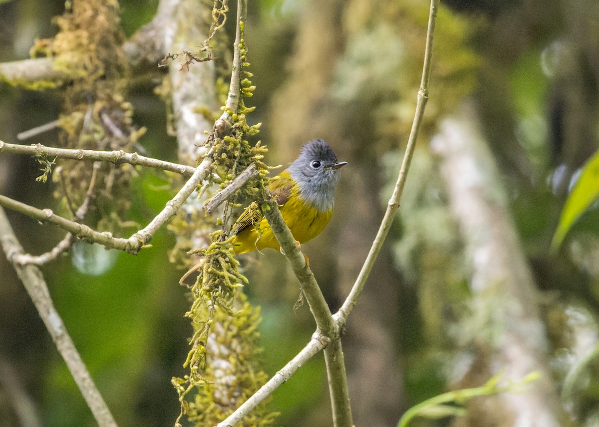 gråhodefluejeger - ML646203121