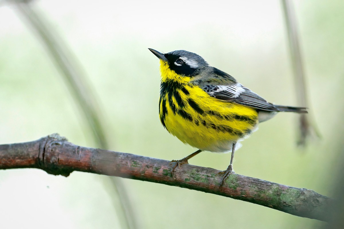 Magnolia Warbler - ML646203122