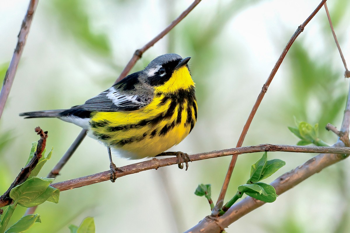 Magnolia Warbler - ML646203123
