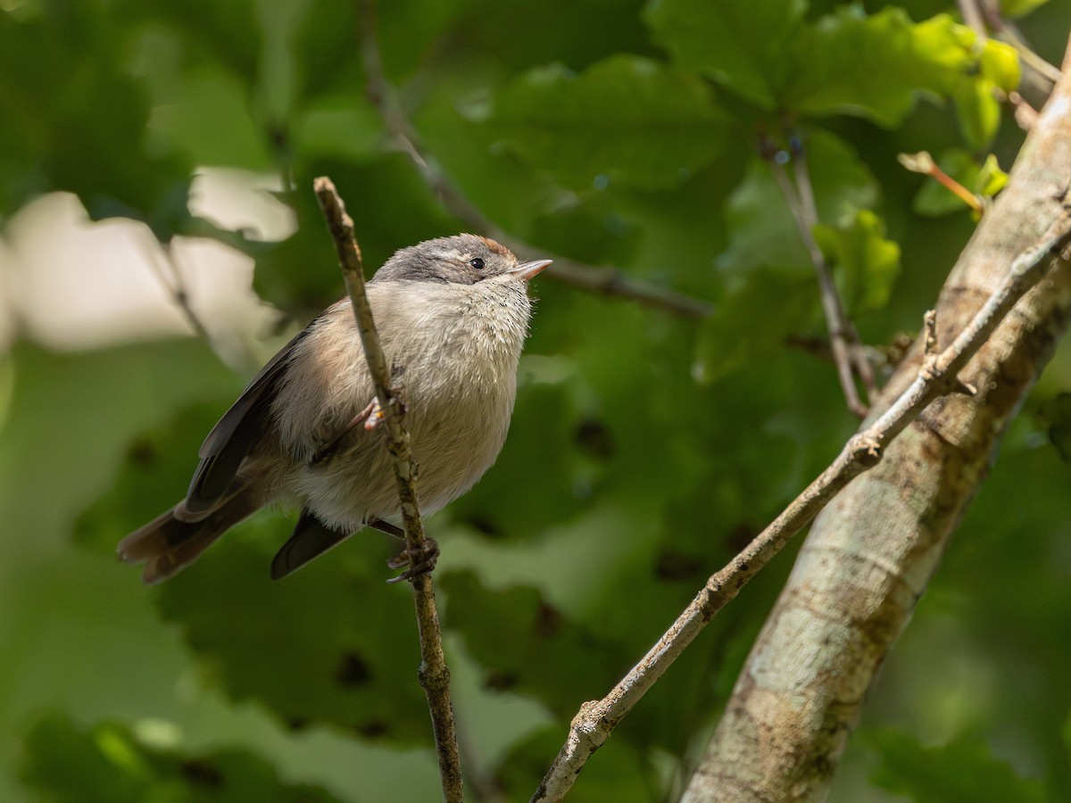 Pipipi - ML646203134