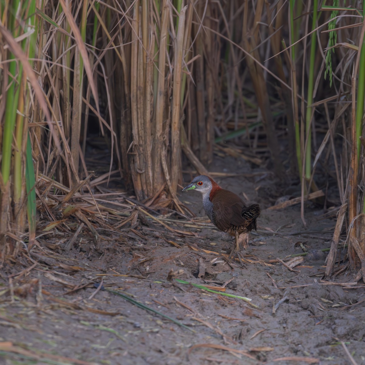 Gray-breasted Crake - ML646203143