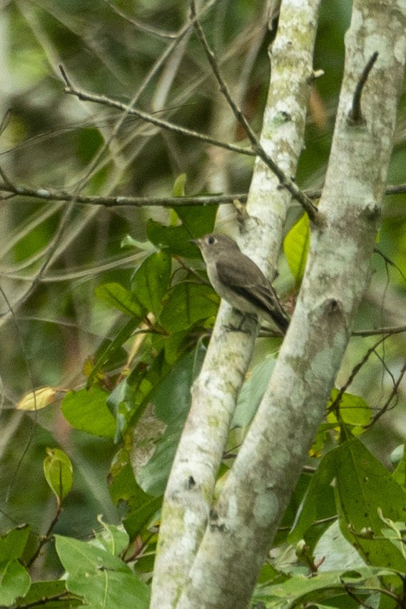 Asian Brown Flycatcher - ML646203144
