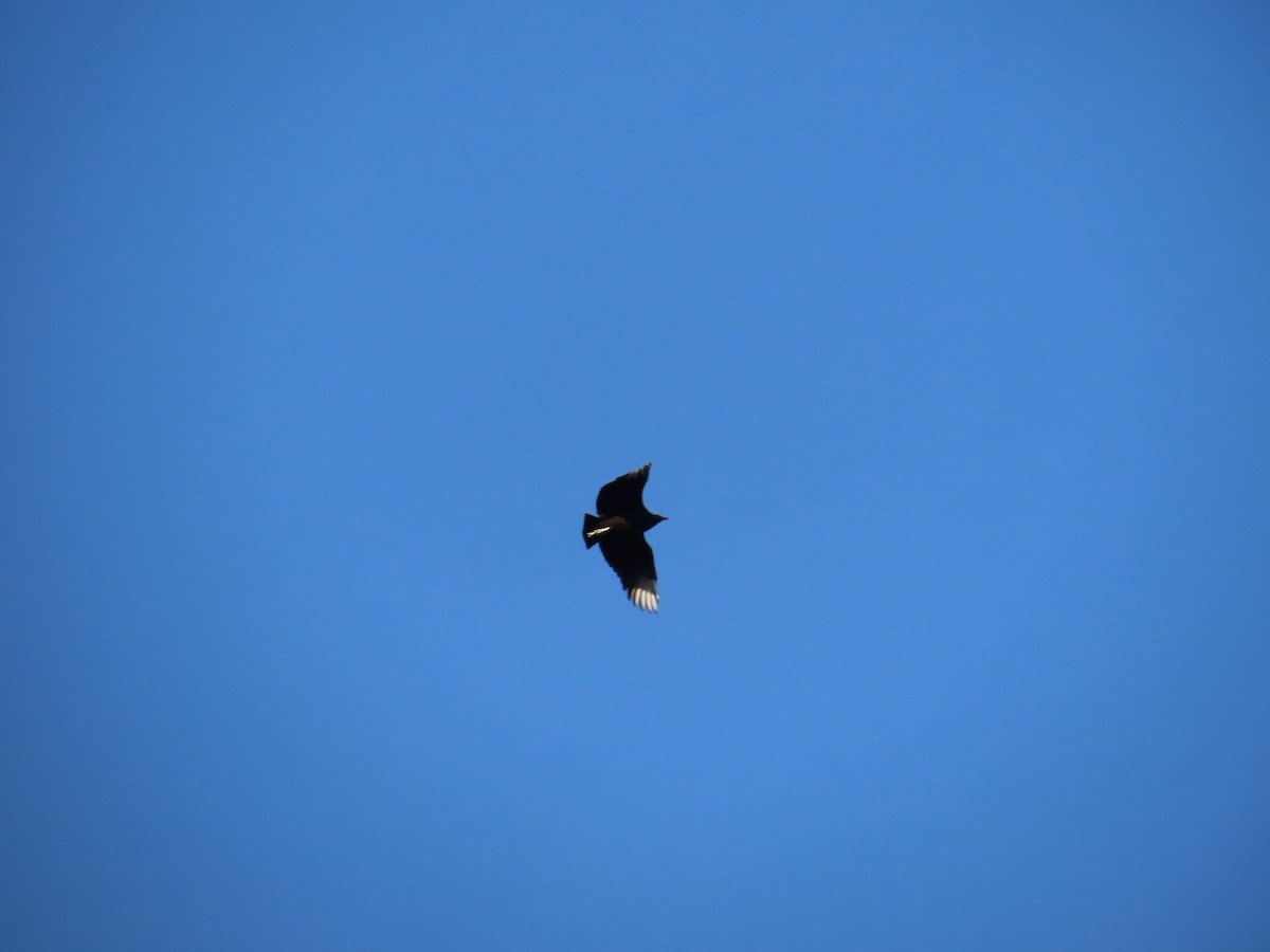 Black Vulture - ML646203146