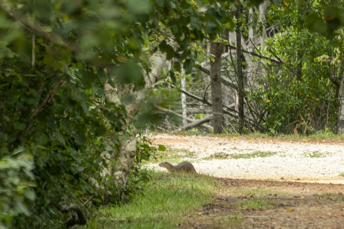 Smooth-coated Otter - ML646203148