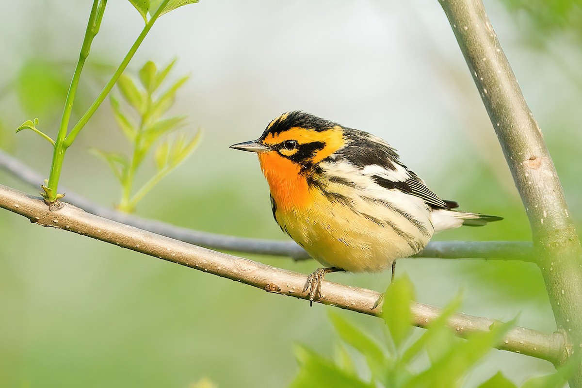 Reinita Gorjinaranja - ML646203149