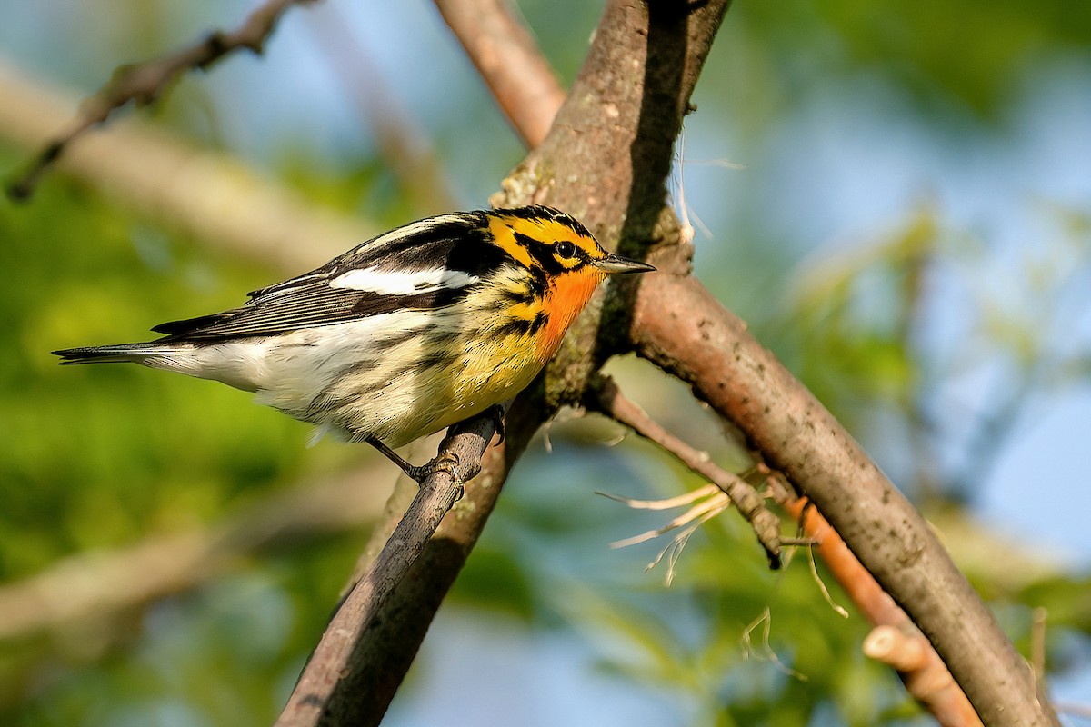 Reinita Gorjinaranja - ML646203150