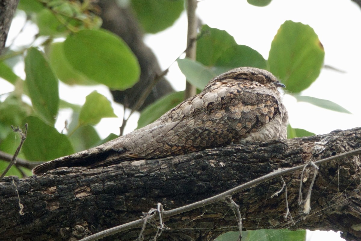 indianattravn - ML646203153